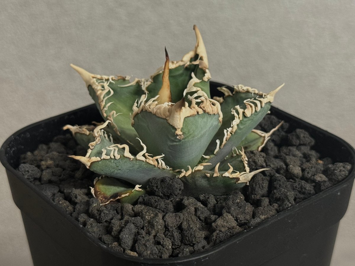 アガベ・チタノタ 白幽霊（芽）-005｜agave titanota white ghost