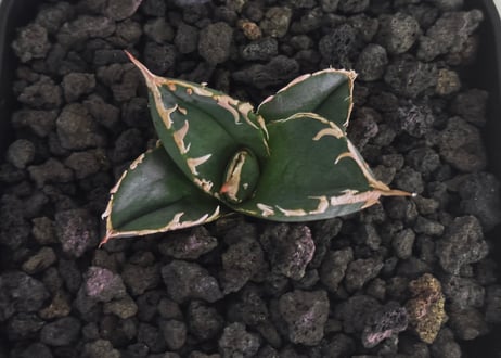 アガベ・チタノタ 疣猪/丸叶背刺（芽）-020｜agave titanota warthog
