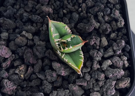 アガベ・チタノタ　流星(台湾Lize血統/芽)-003｜agave titanota Meteor