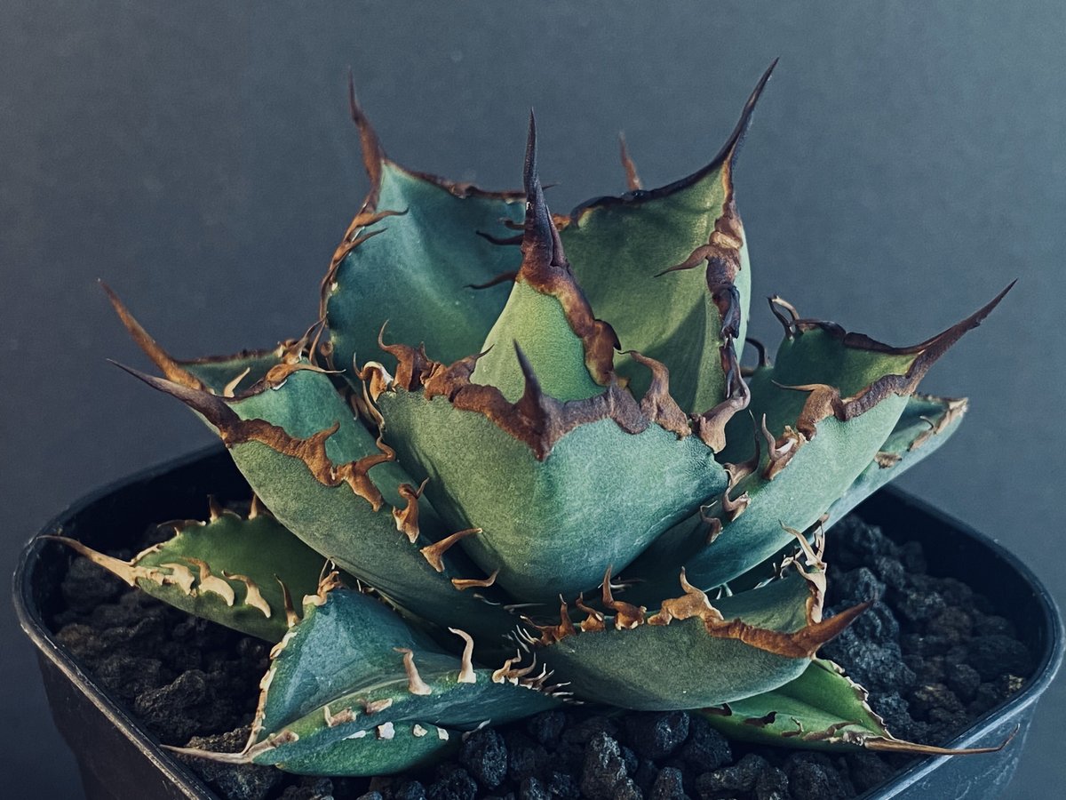 アガベ チタノタ fo-076 oteroi 選抜子株 agave titanota