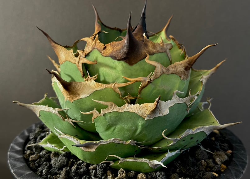 アガベ・チタノタ 黒豹(小株)-034|agave titanota black アガベ・チタノタ 黒豹(小株)-034|agave titanota black