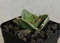 アガベ・チタノタ インフェルノ(芽)-002｜agave titanota inferno |