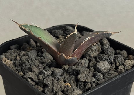 アガベA +Bコンプリートセット CATEGORY アガベ | SHOUCHIKUEN