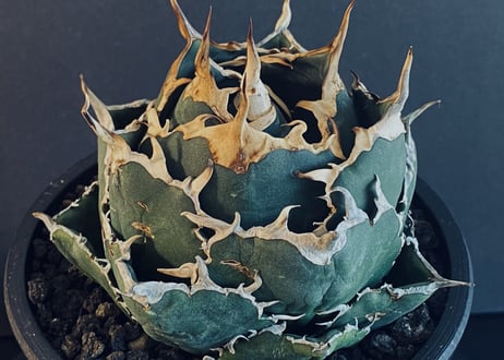 アガベ・チタノタ白鯨（ボールタイプ）中-018｜agave titanota white whale