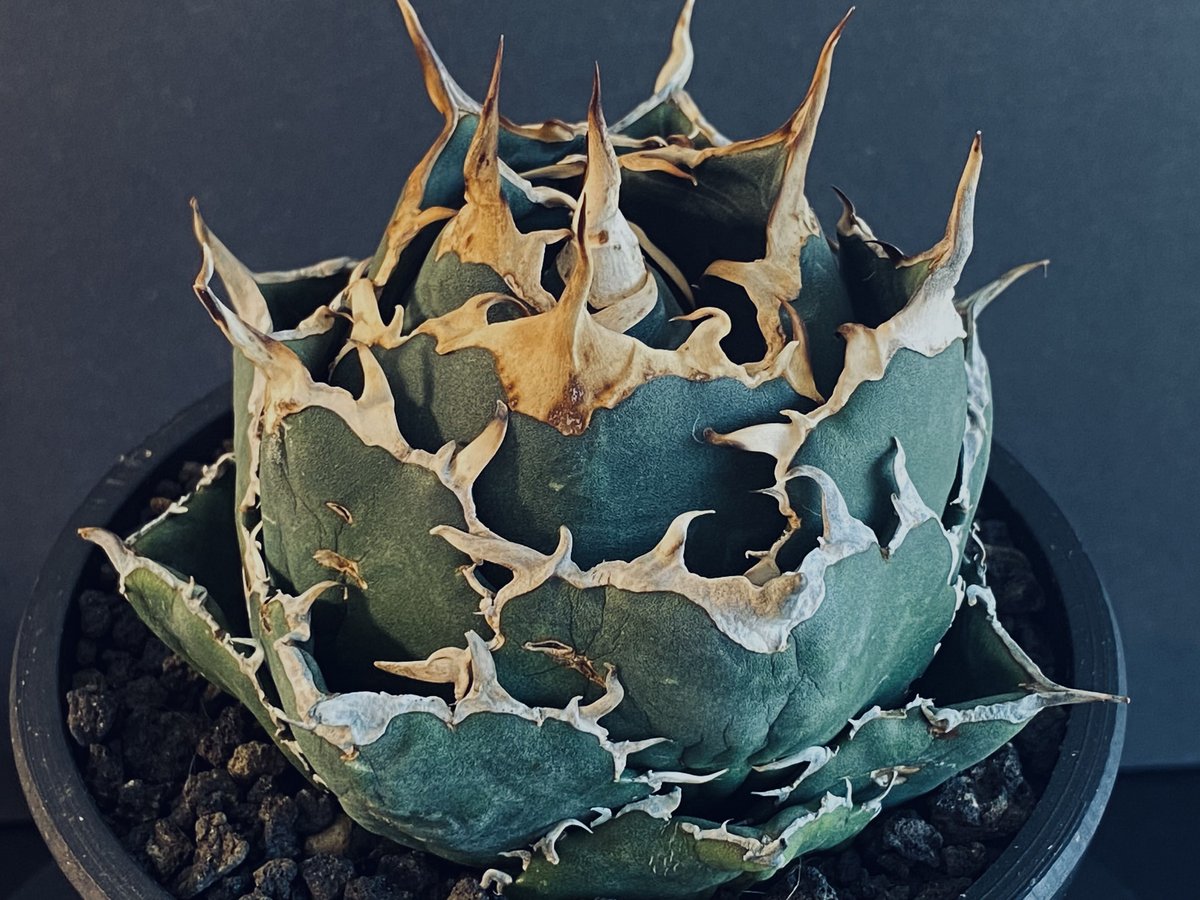 アガベ・チタノタ白鯨（ボールタイプ）中-018｜agave titanota white wh