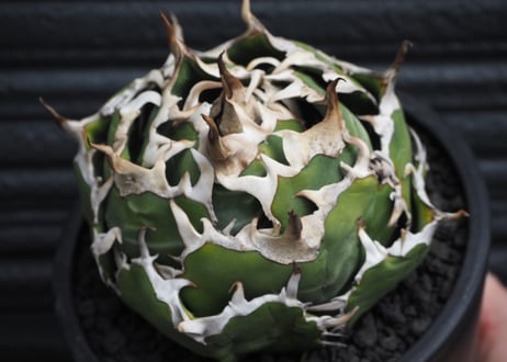 アガベ・チタノタ白鯨（ボールタイプ）中-091｜agave titanota white whale