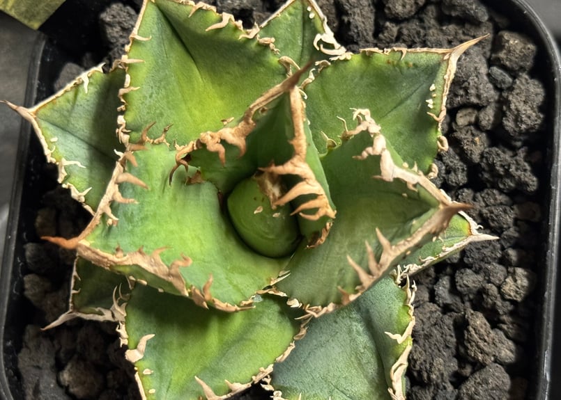 アガベ・チタノタ 蒼龍(芽)-005｜agave titanota blue dragon |