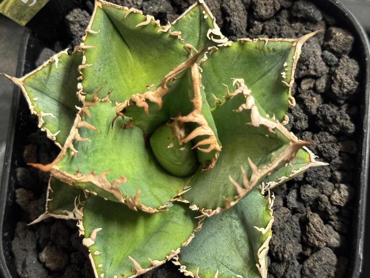 アガベ・チタノタ 蒼龍(芽)-005｜agave titanota blue dragon |