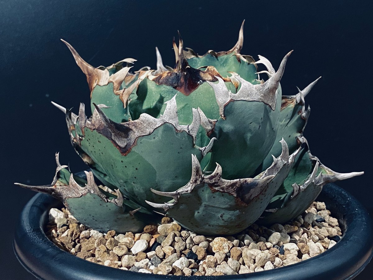 アガベ・チタノタ 阿修羅(小株)-017|Agave titanota ashura | Pl アガベ・チタノタ 阿修羅(小株)-017|Agave titanota ashura | Pl