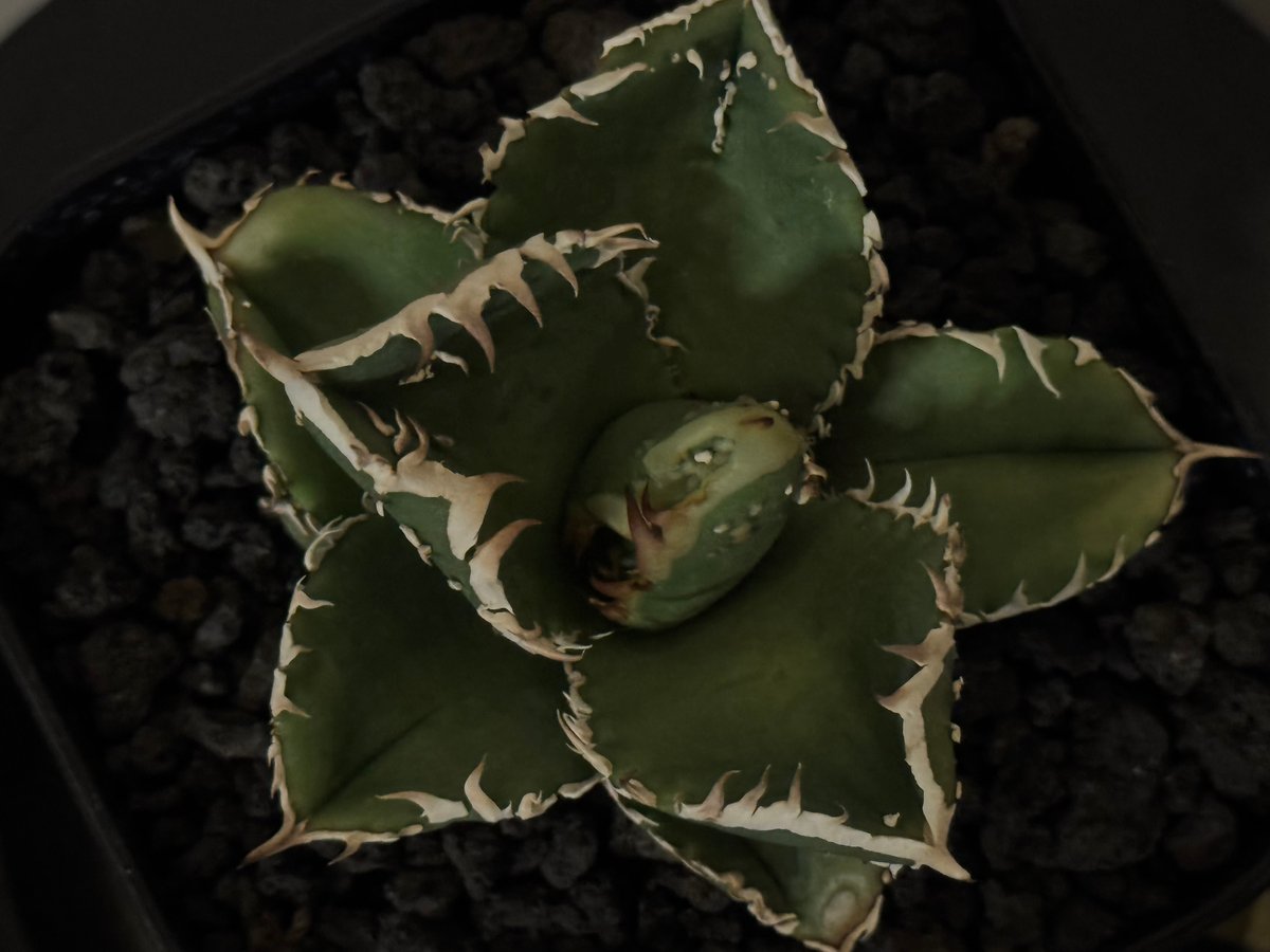 アガベ・チタノタ 天狼星(シリウス)-010｜agave titanota sirius |