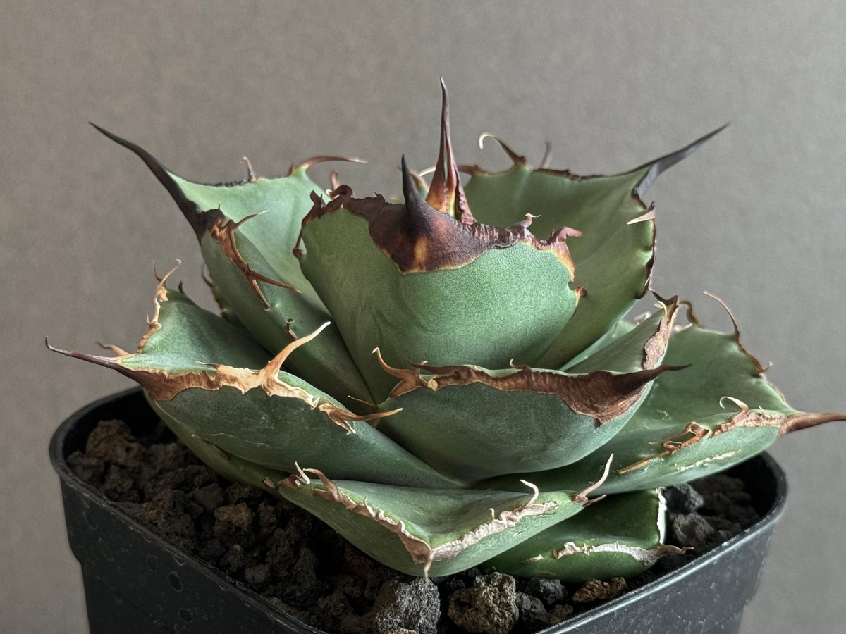 アガベ・チタノタ 黒豹(小株)-025|agave titanota black panthe アガベ・チタノタ 黒豹(小株)-025|agave titanota black panthe