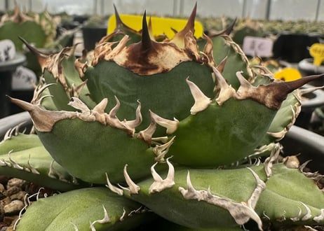 アガベ・チタノタ　徳尔塔(芽)-002｜agave titanota Delta