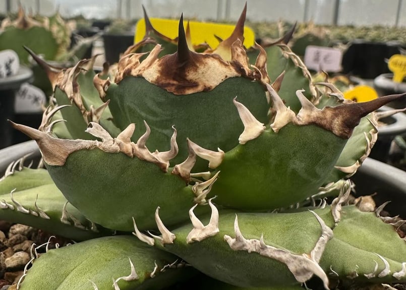 アガベ・チタノタ 徳尔塔(芽)-003|agave titanota Delta | Plus アガベ・チタノタ 徳尔塔(芽)-003|agave titanota Delta | Plus