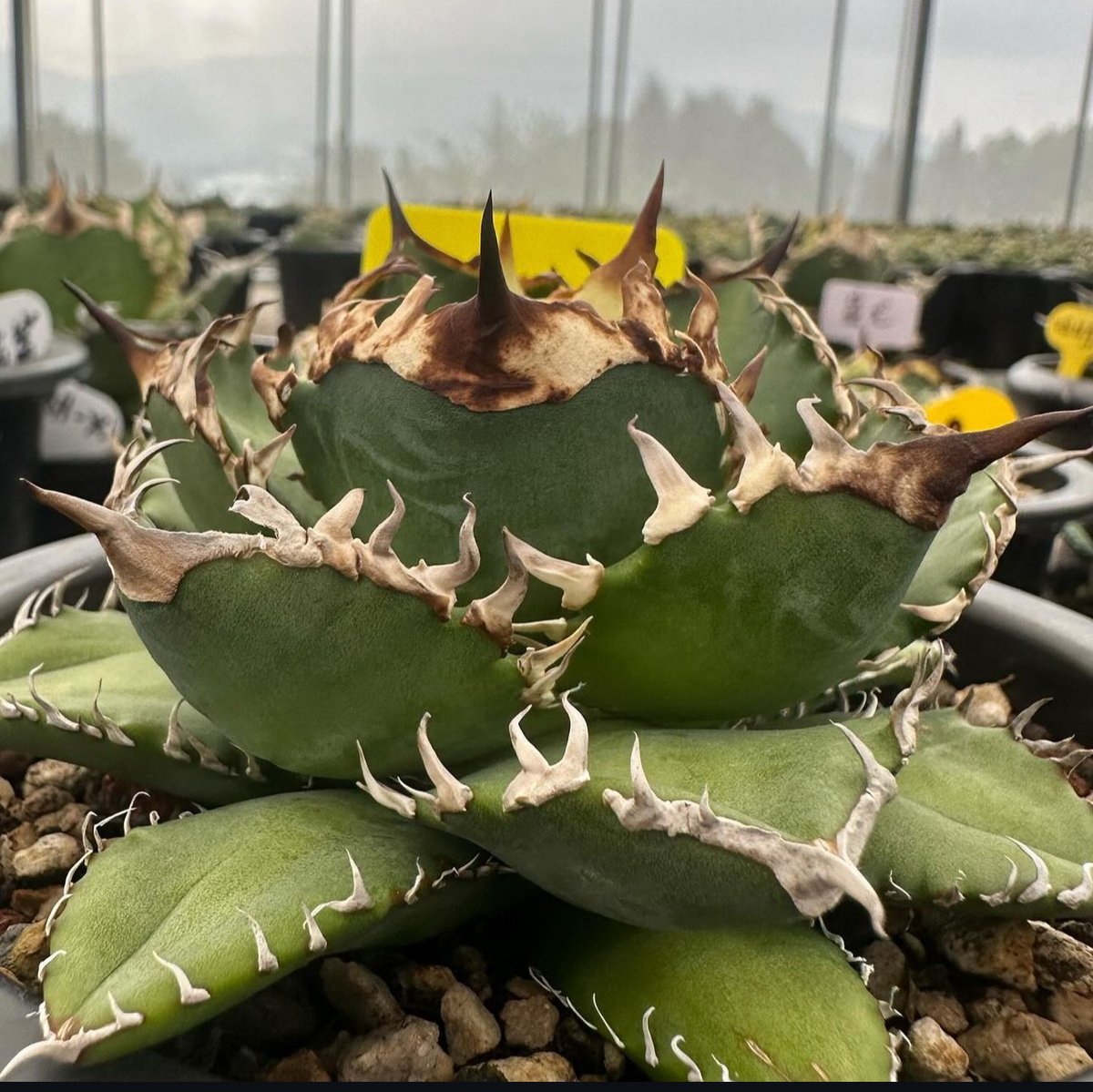 アガベ　王牙 fit=scale-down,w=1200