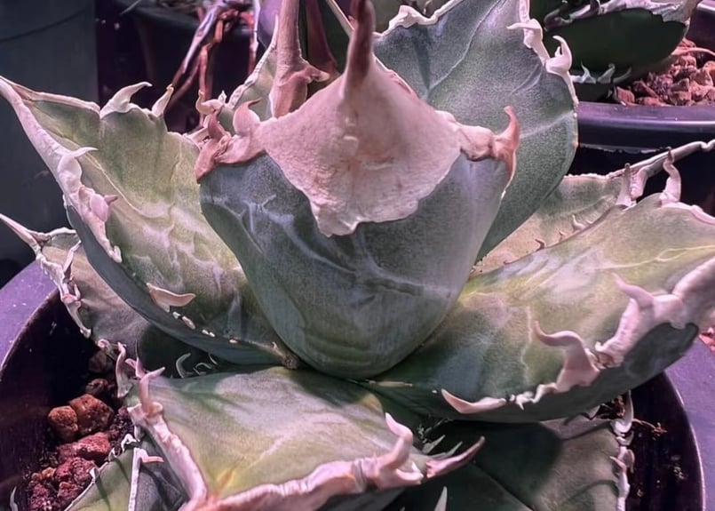 アガベ・チタノタ 蝰蛇/バイパー（芽）-001｜agave titanota viper |