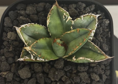アガベ・チタノタ ハンスのぶつぶつ（芽）-005｜agave titanota Hanes no butsubutsu