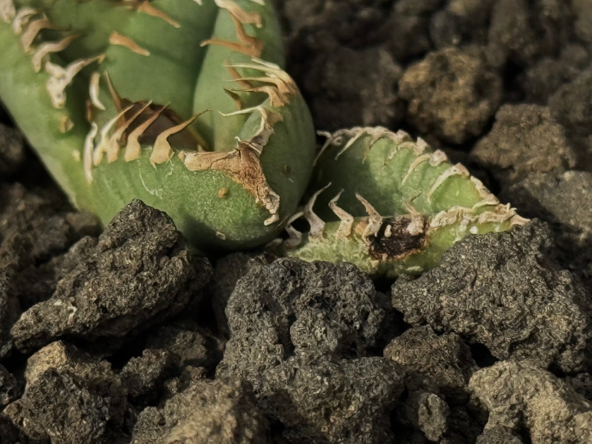 アガベ　チタノタ　麻花　麻花龍　天芽 fit=scale-down,w=1200