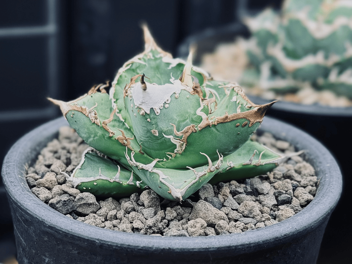 アガベ・チタノタ 隕石(ミーティアライト)-009|agave titanota アガベ・チタノタ 隕石(ミーティアライト)-009|agave titanota