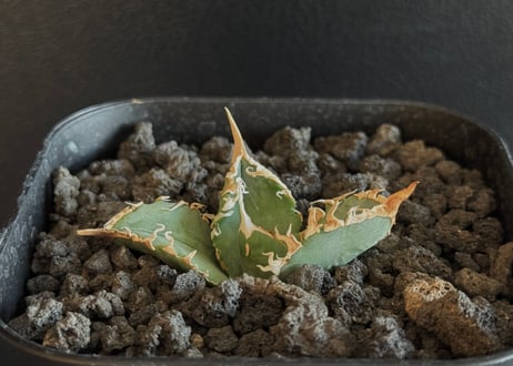 CATEGORY Titanota White ghost｜白幽霊 | Plus_Plants