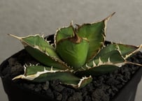 アガベ・オバティフォリア（オルカ）｜（芽）-001｜ agave ovatifolia