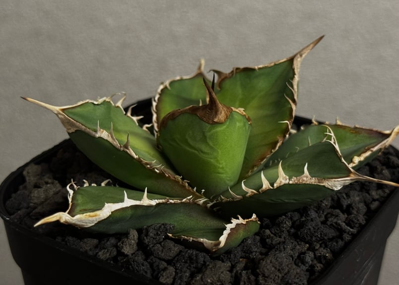 アガベ・チタノタ 緑幽霊（芽）-005｜agave titanota green ghost