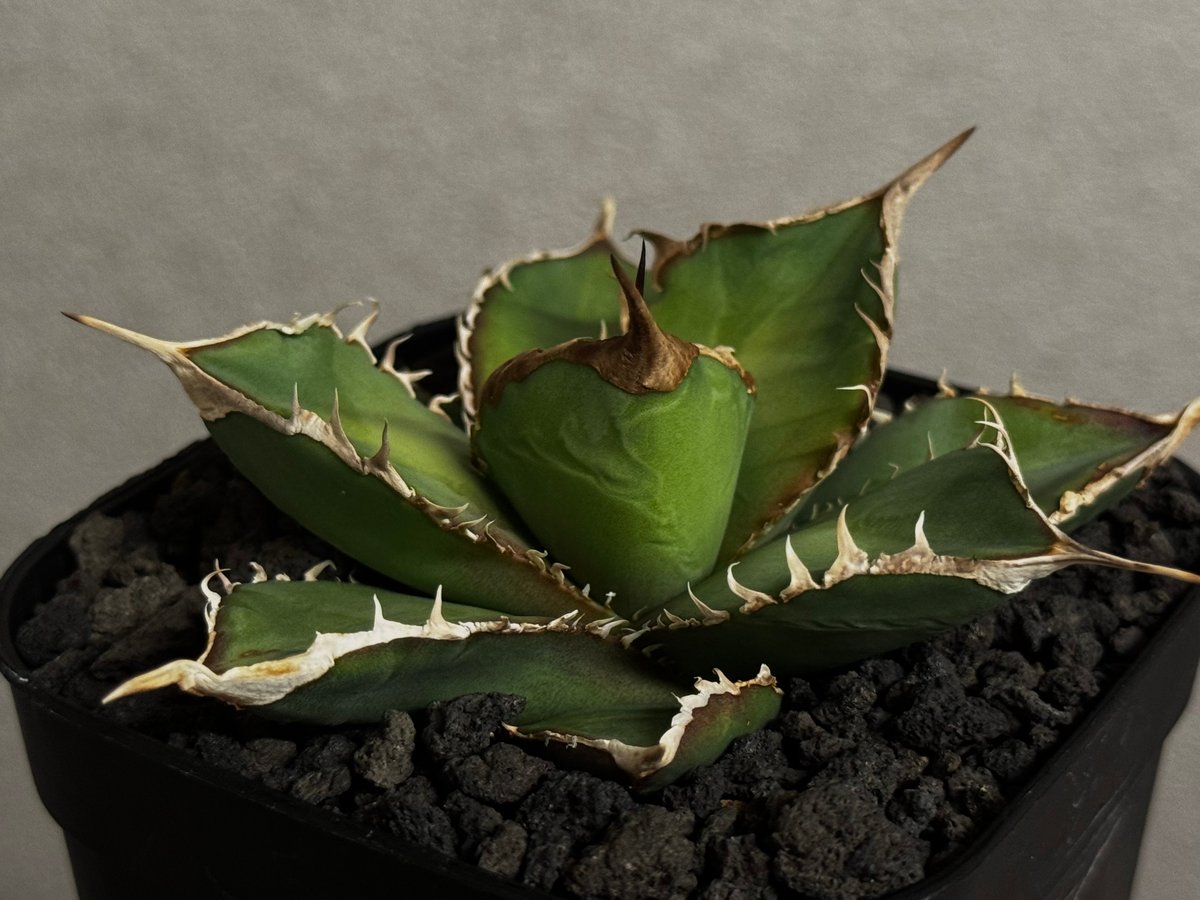 アガベ　緑幽霊Green ghost 鉢付　土、日限定割引 アガベ・チタノタ 緑幽霊(中)-010｜agave titanota green ghost