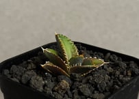 アガベ・チタノタ 姫厳竜（強刺特選ボール）小-040｜agave titanota