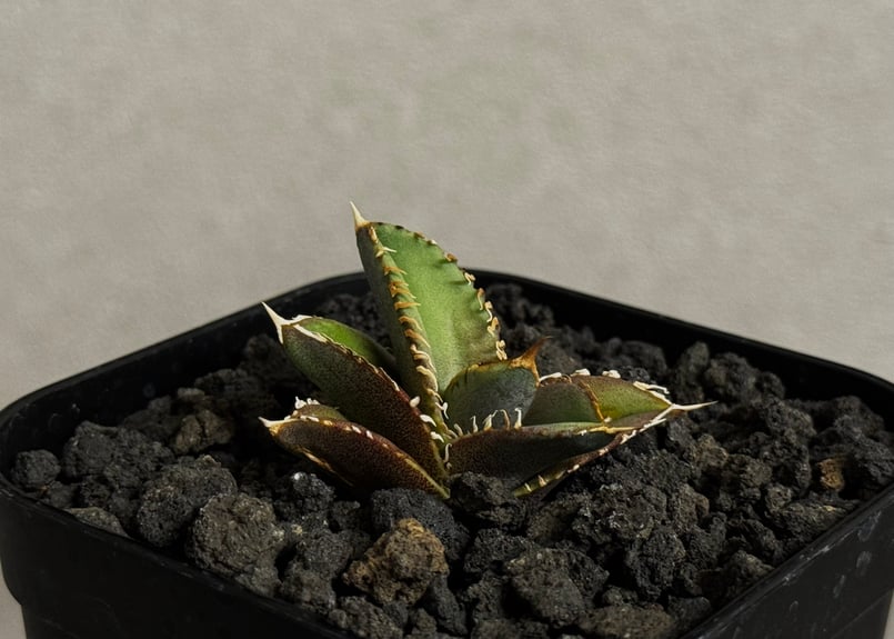 アガベ・チタノタ 白毫刺（芽）-021(当店標本株直子)｜agave titanota
