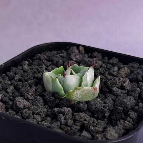 イシスメンシス | STORES