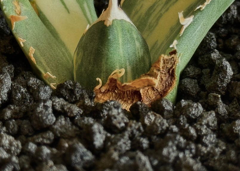 アガベ チタノタ 白鯨錦　縞斑　裏棘　ブツブツ アガベ・チタノタ白鯨（縞斑）芽-007｜agave titanota white