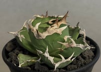 チタノタ　タワーオブバベル　剣竜 アガベ チタノタ タワーオブバベル 剣竜 ① アガベ・チタノタ タワー