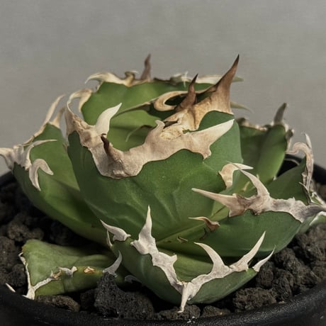 アガベ螃蟹 | STORES