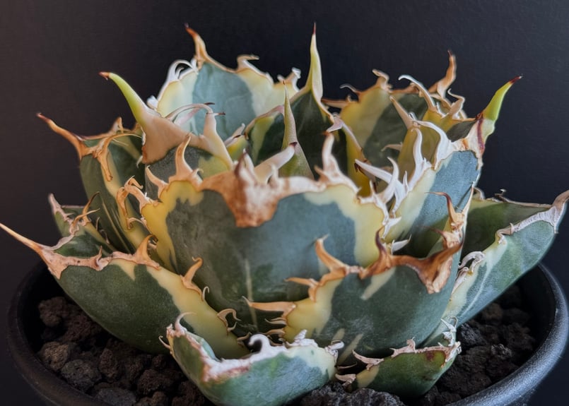 アガベ・チタノタ白鯨（覆輪）中-005｜agave titanota white