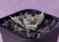 アガベ・チタノタ 蚩尤（芽）-001｜agave titanota chiyou | Plus