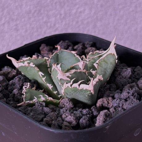 アガベ　チタノタ　龍球会産　白毫刺　ビャクゴウシ アガベ・チタノタ 白毫刺（芽）-007｜agave titanota