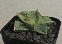 なーちんさん専用　アガベ チタノタ 追星 CG-01 アガベ・チタノタ CG01 追星（芽/大）-007｜agave CG01/Cok