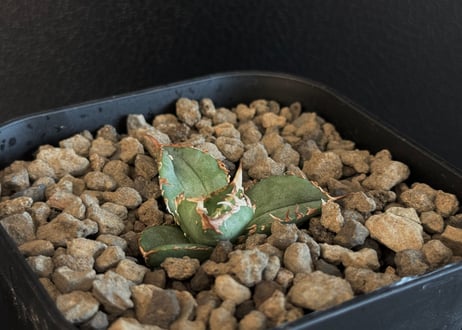 CATEGORY Titanota alligator snapper｜鰐亀 | Plus_P