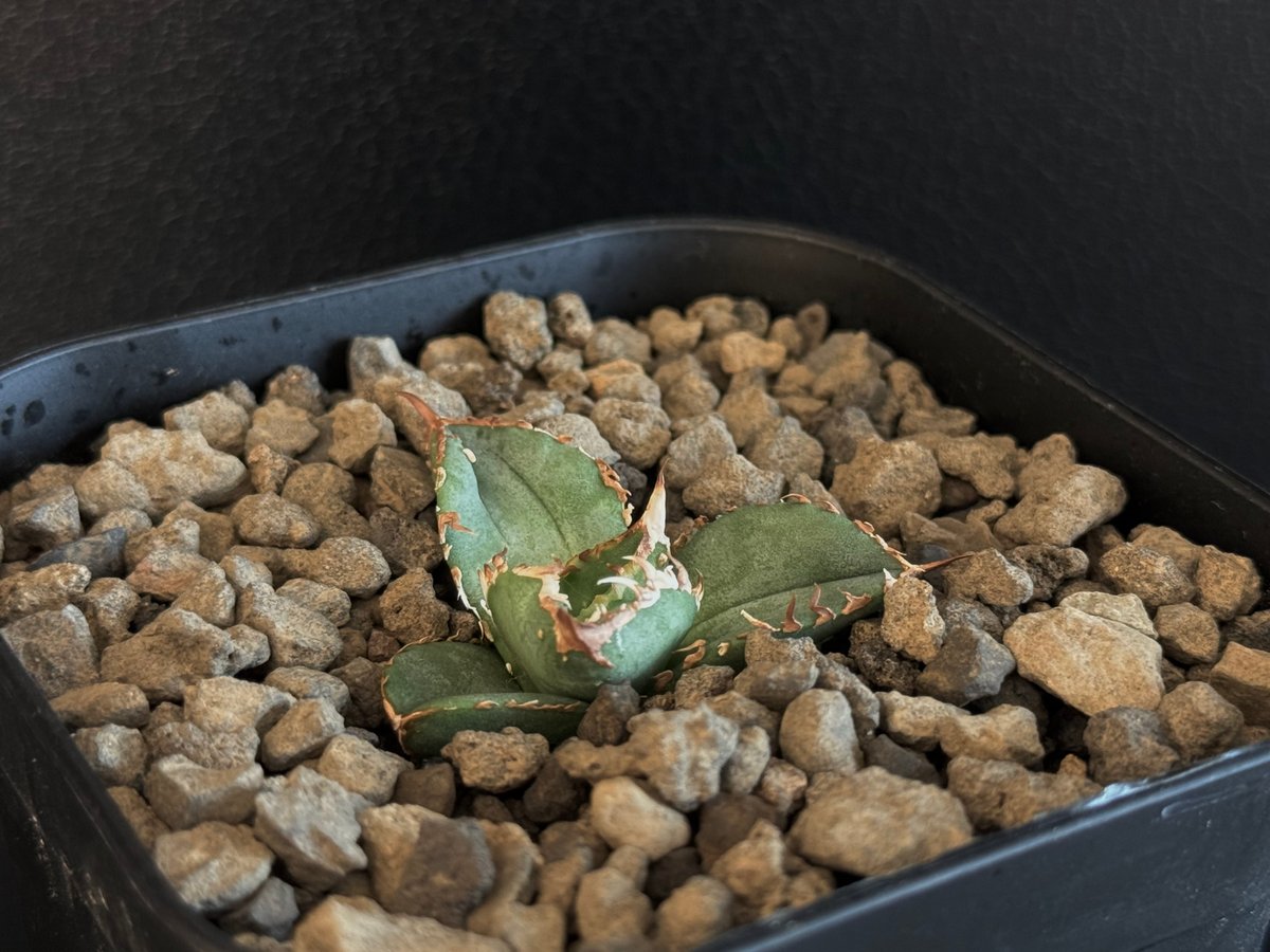 アガベ・チタノタ 鰐亀（芽）-011｜agave titanota alligator sna