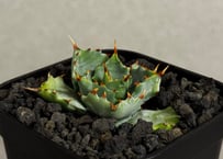 アガベ・チタノタ FO076/オテロイ(芽)006｜agave titanota FO-076