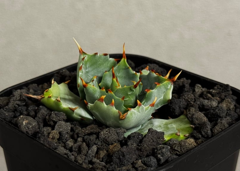 アガベ・姫蠍蟹 (小株)-009｜Agave gypsophila x isthmensis
