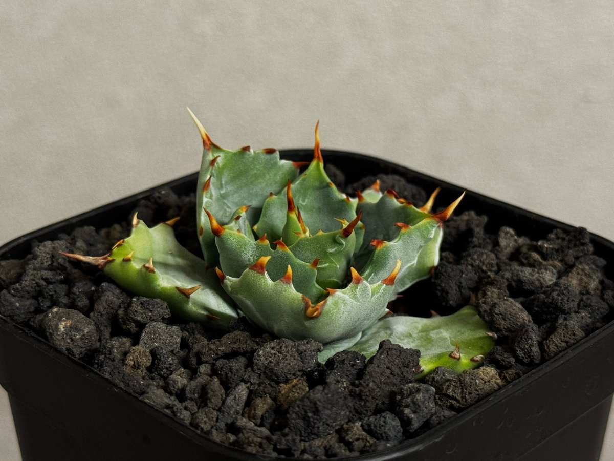 アガベ・姫蠍蟹 (小株)-009｜Agave gypsophila x isthmensis