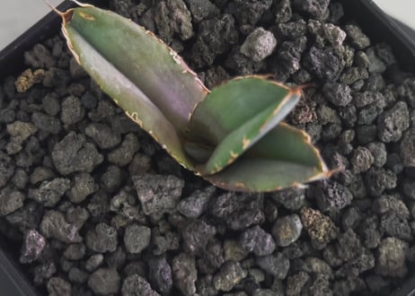 アガベ・チタノタ 白火焔(芽/Lize血統)-028｜agave titanota white flame