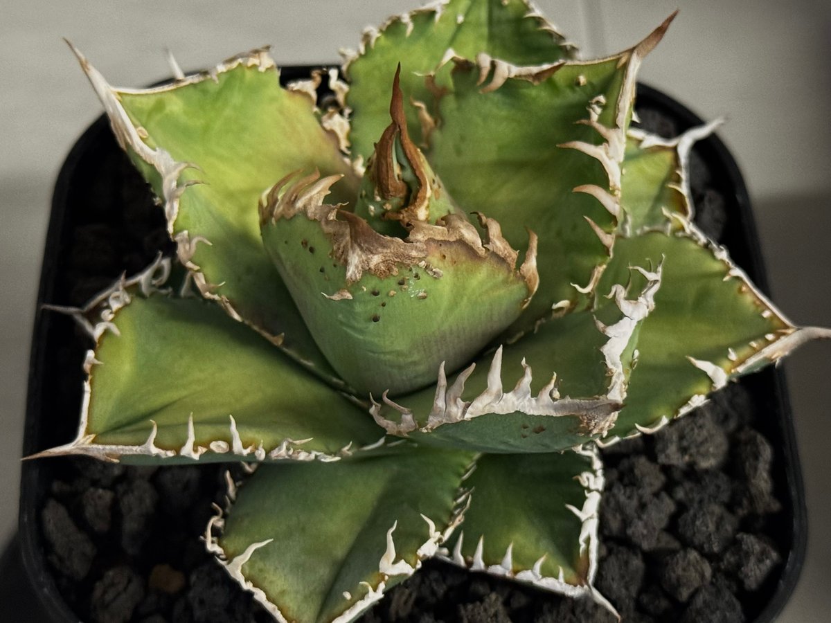 アガベ・チタノタ 蒼龍(小株)-005｜agave titanota blue dragon