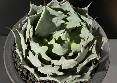 アガベ・白銀甲蟹｜（芽）-003｜ agave isthmensis
