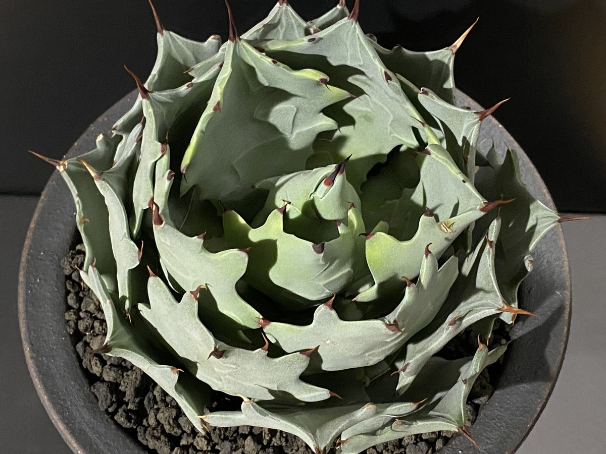アガベ　ホワイトキャンディ　白銀甲蟹 アガベ・白銀甲蟹｜（芽）-001｜ agave isthmensis | Plus_Plant