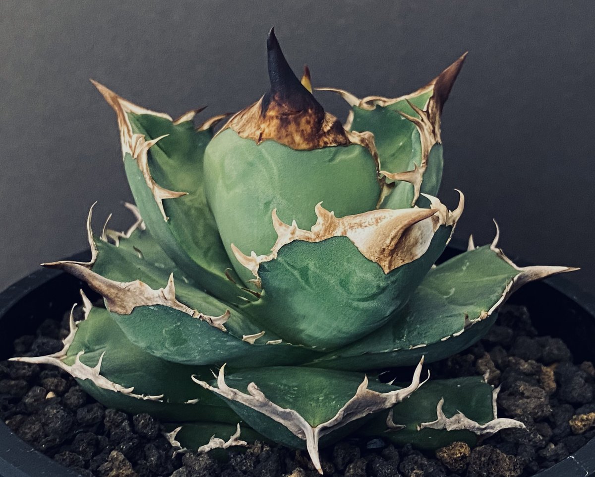 アガベ チタノタ オテロイ FO-076 白犀牛 仔株 agave titanota - 観葉植物