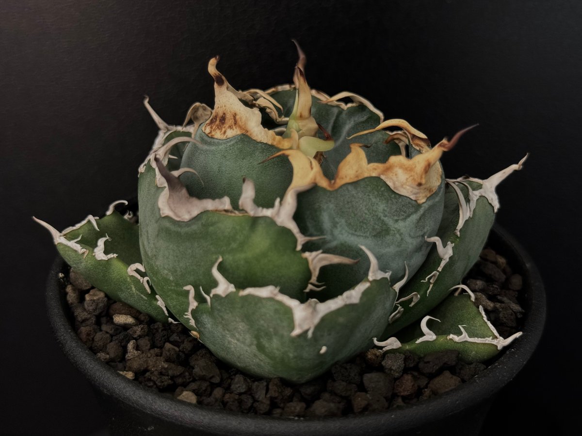 アガベ チタノタ 白犀牛 トリケラトプス‼️優良株‼️鉢植え発送‼️ ⑤