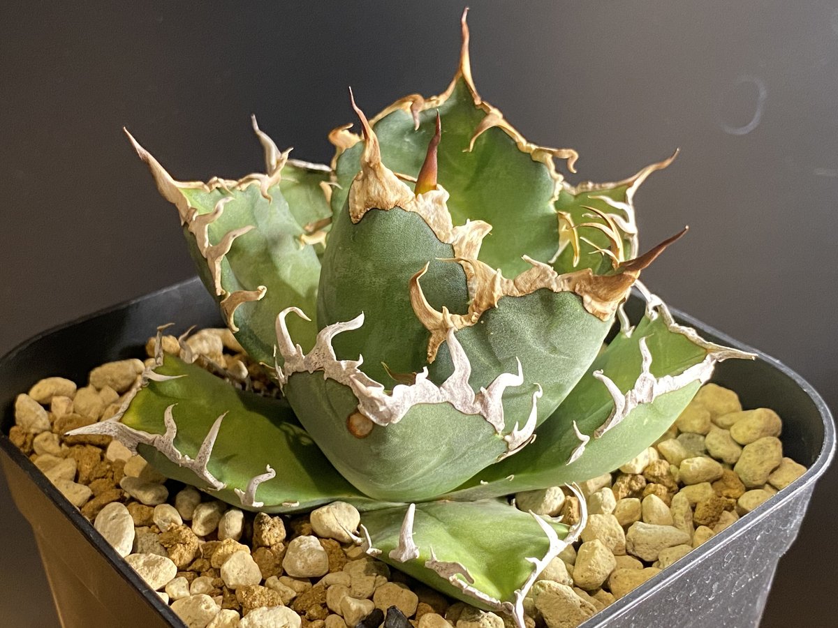 AGAVE TITANOTA CAESAR　アガベ　シーザー　凱撒　大株