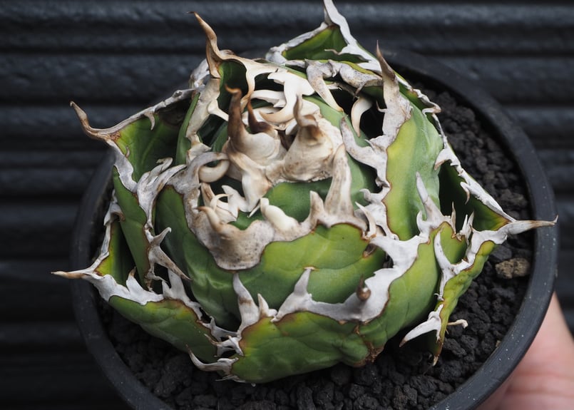 アガベ・チタノタ白鯨（ボールタイプ）中-090｜agave titanota