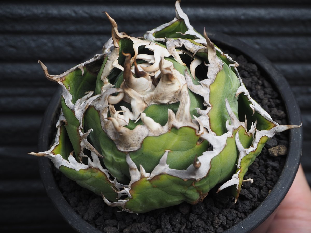 アガベ・チタノタ白鯨(ボールタイプ)中-090|agave titanota アガベ・チタノタ白鯨(ボールタイプ)中-090|agave titanota